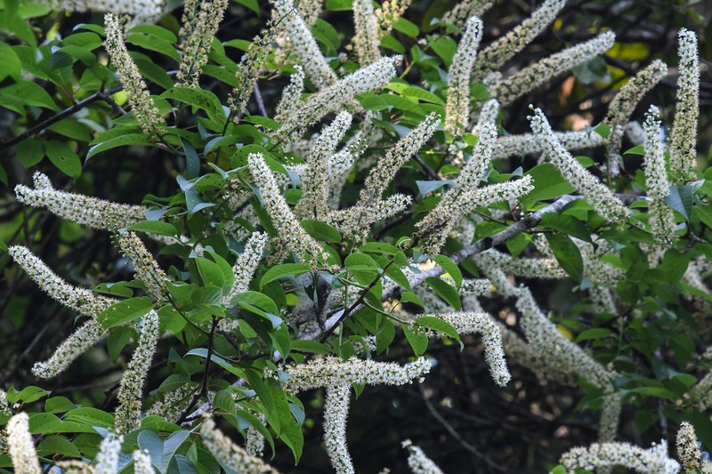 Prunus obtusata photo 7