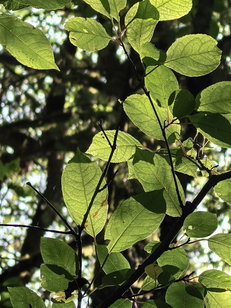 Prunus obtusata photo 8