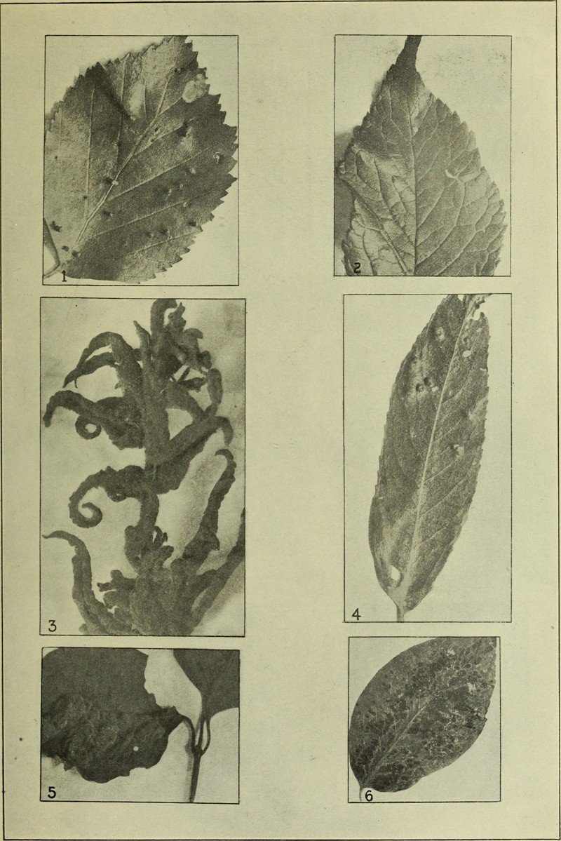 Western Cherry Laurel photo 2