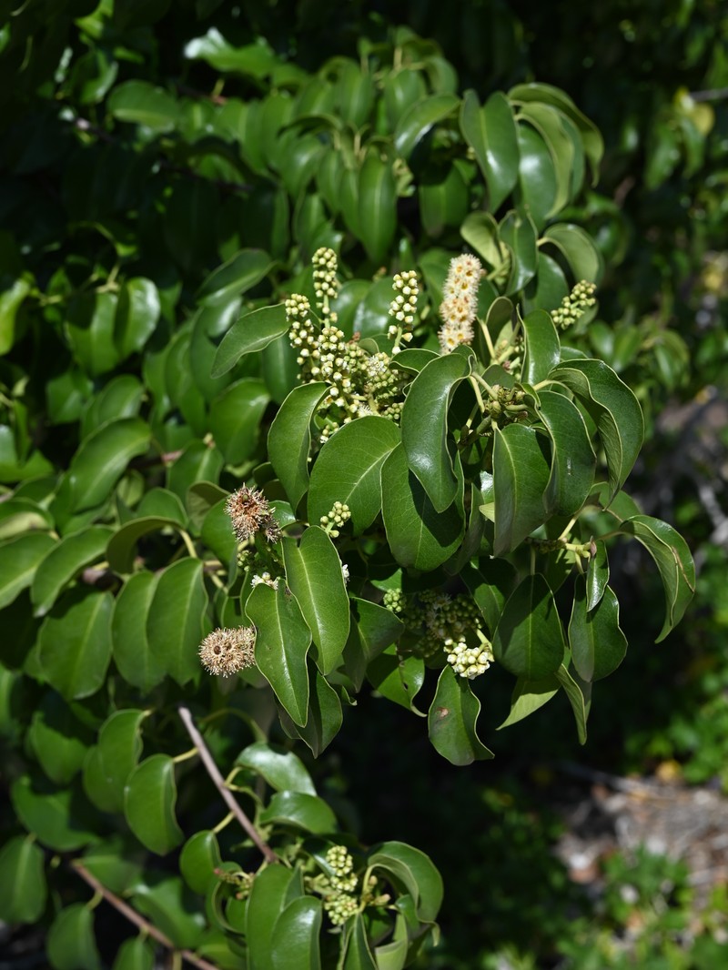 Western Cherry Laurel photo 3