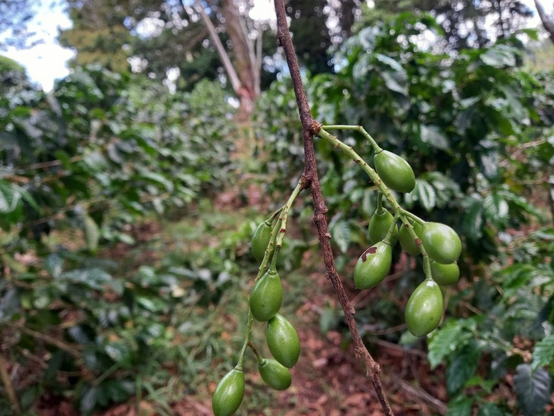 Western Cherry Laurel
