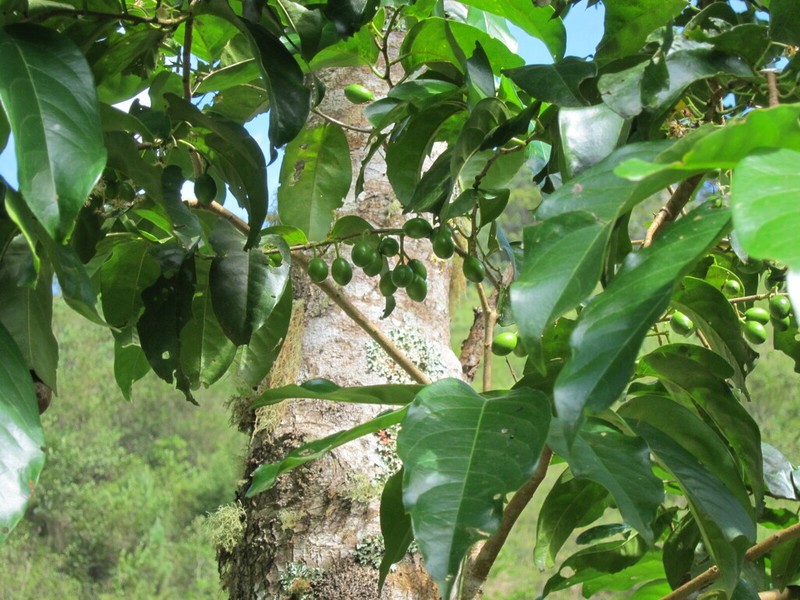 Western Cherry Laurel photo 2