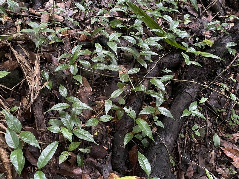 Western Cherry Laurel photo 3