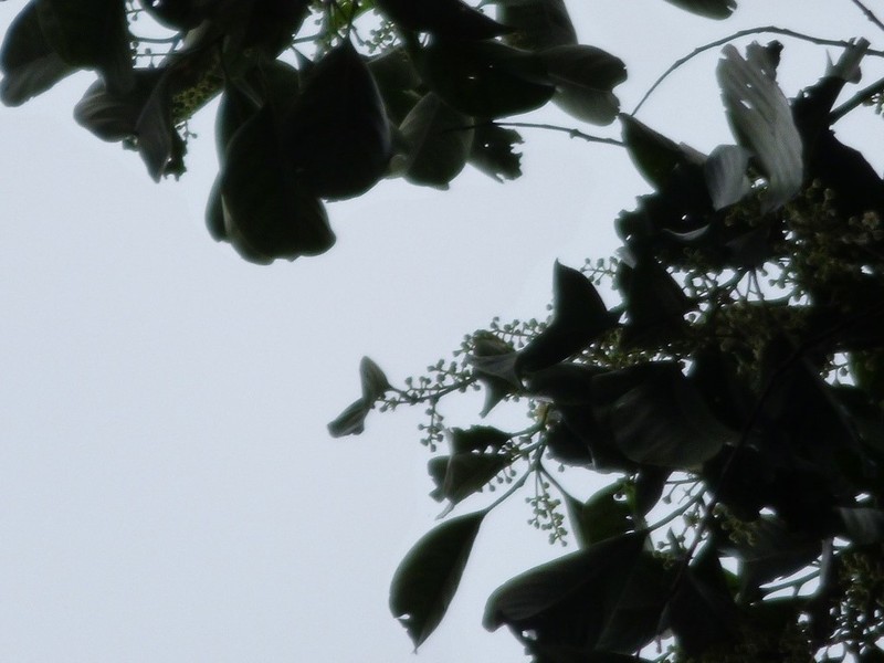 Western Cherry Laurel photo 5