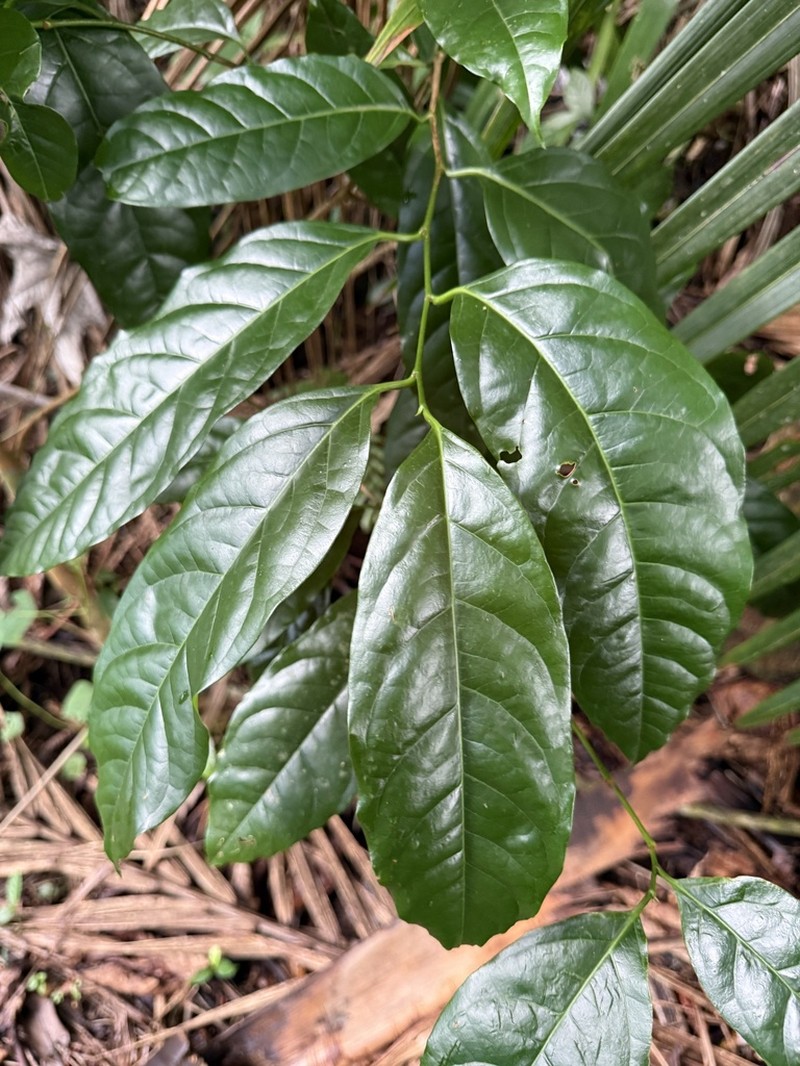 Western Cherry Laurel photo 6