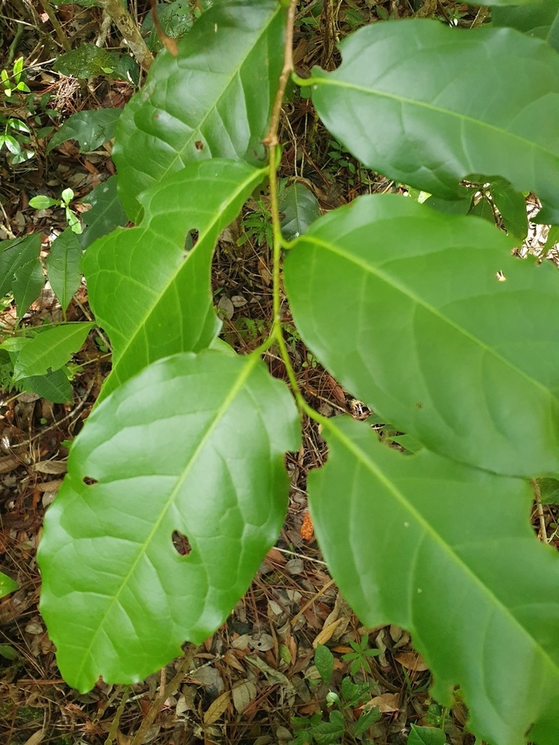 Western Cherry Laurel photo 7