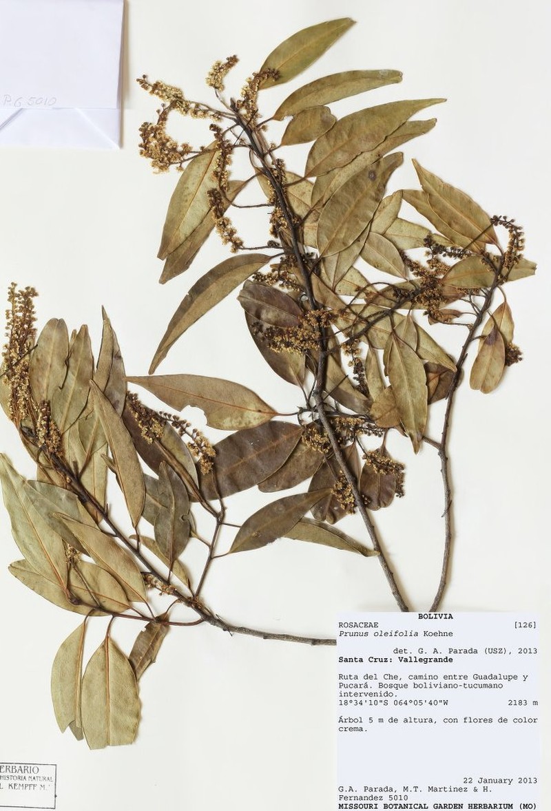 Prunus oleifolia