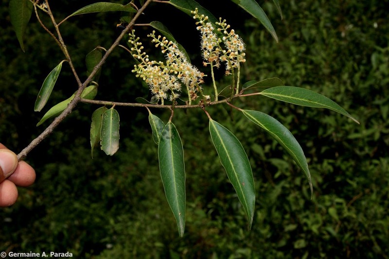 Prunus oleifolia photo 2