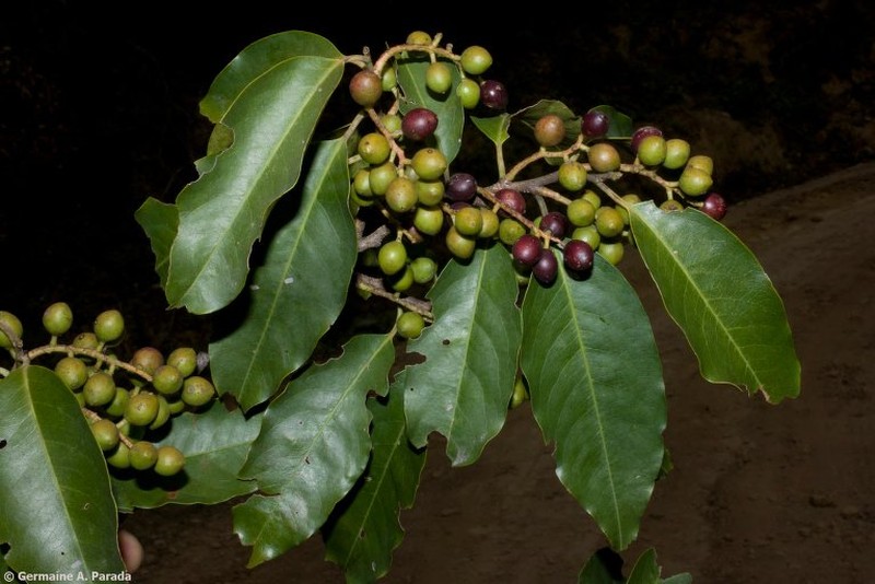 Prunus oleifolia photo 3