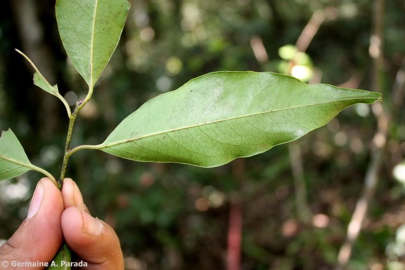 Prunus oleifolia photo 4