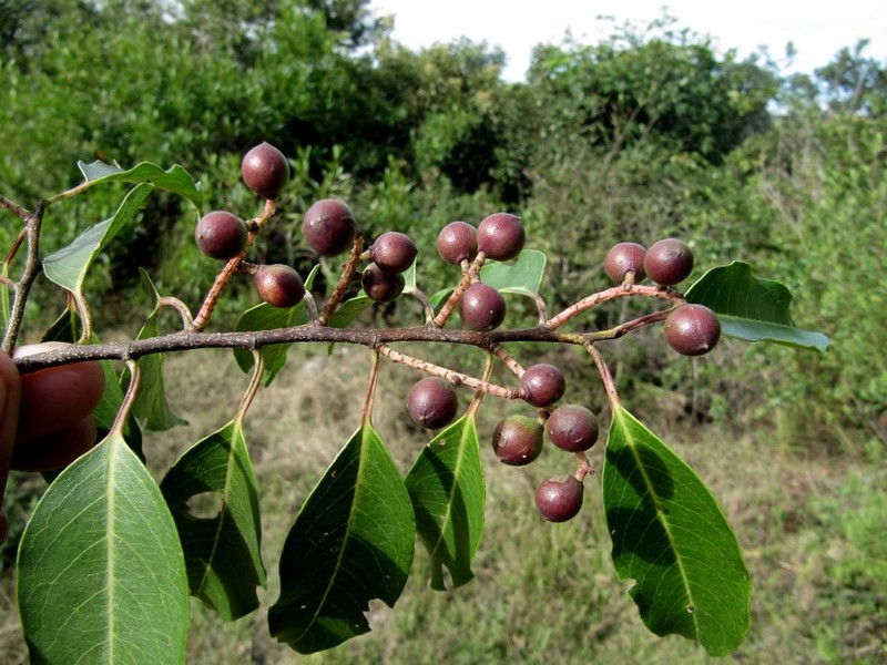 Prunus oleifolia photo 5