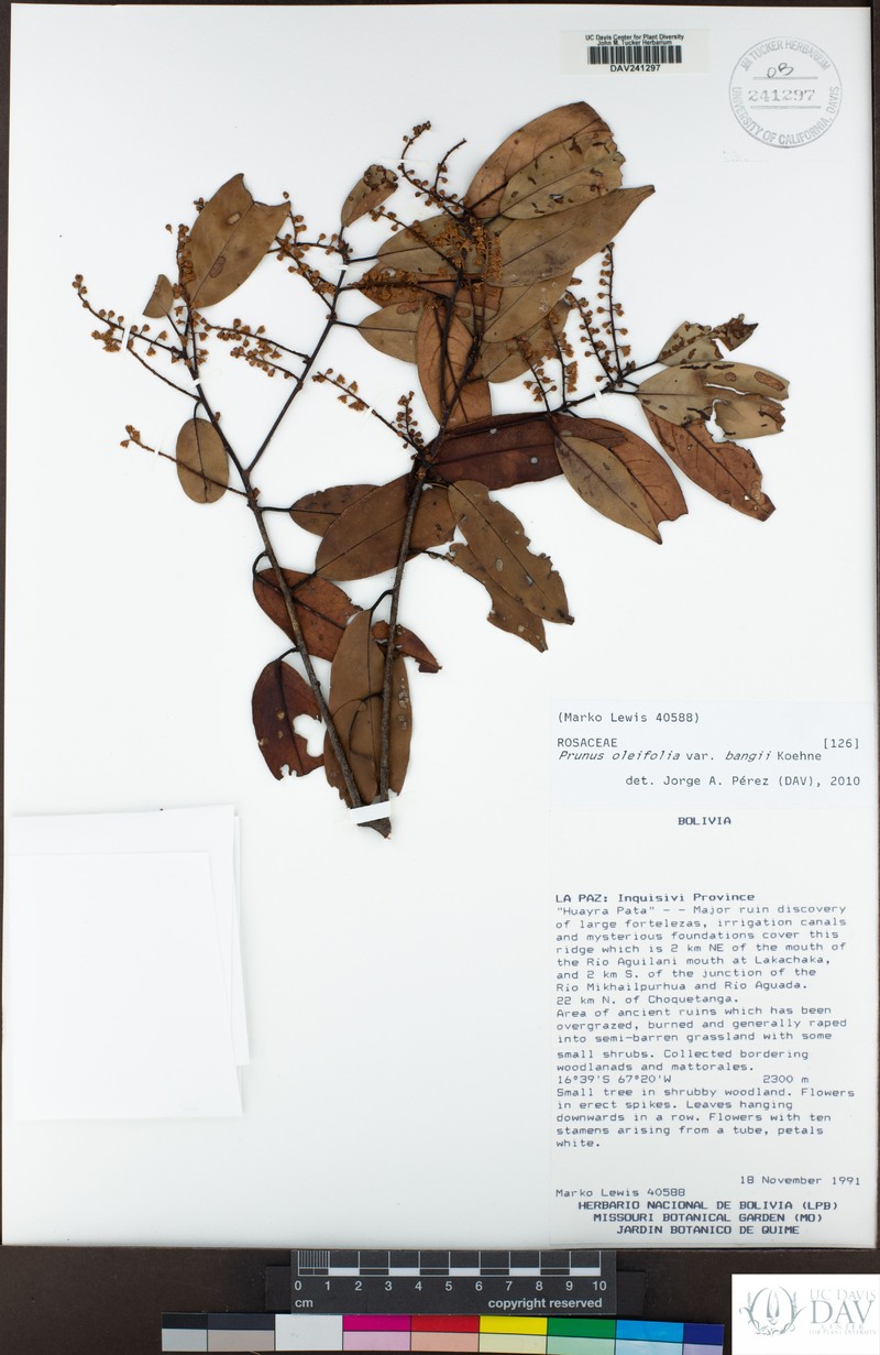 Prunus oleifolia var. bangii