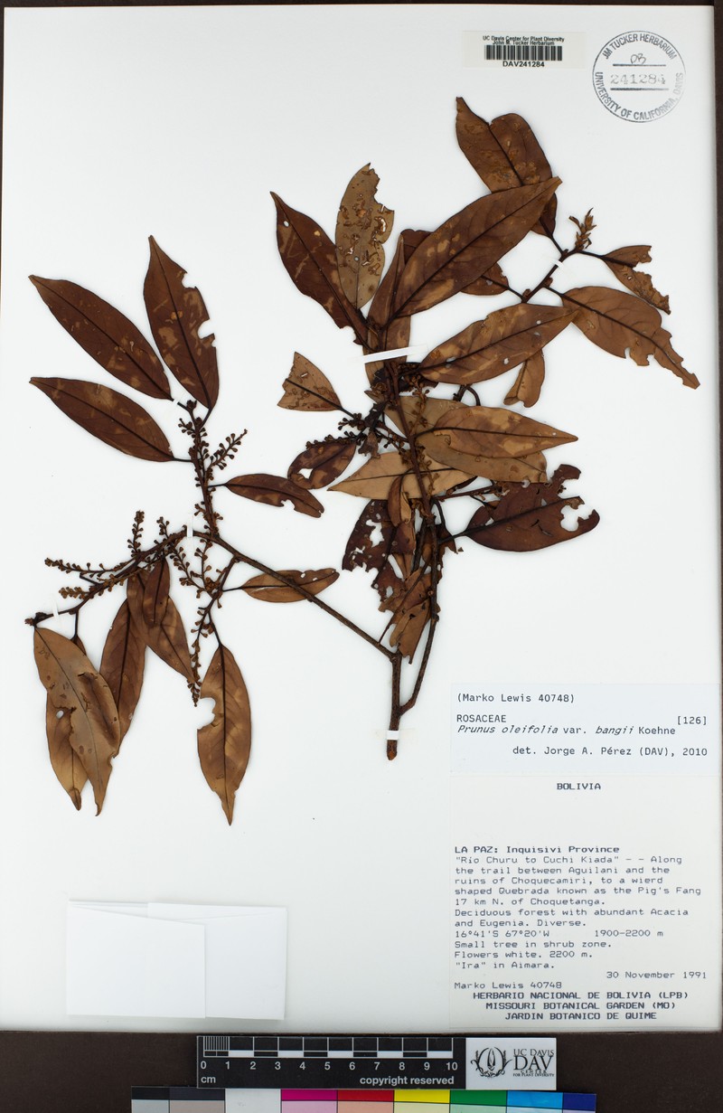 Prunus oleifolia var. bangii photo 2