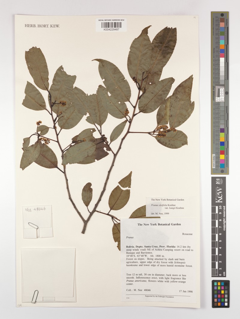 Prunus oleifolia var. bangii photo 3