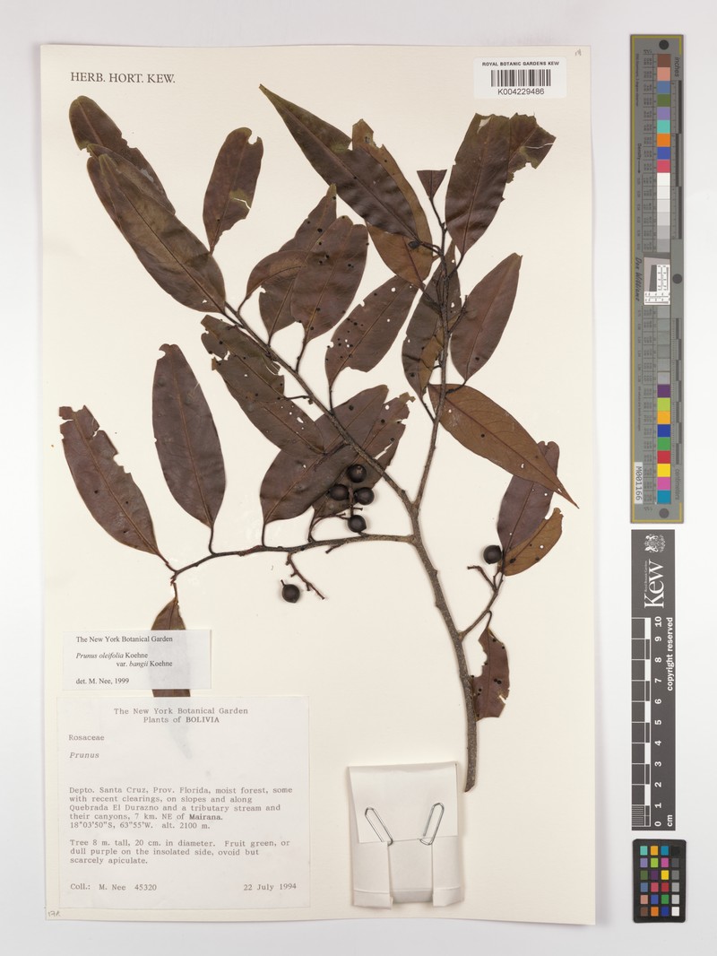 Prunus oleifolia var. bangii photo 4