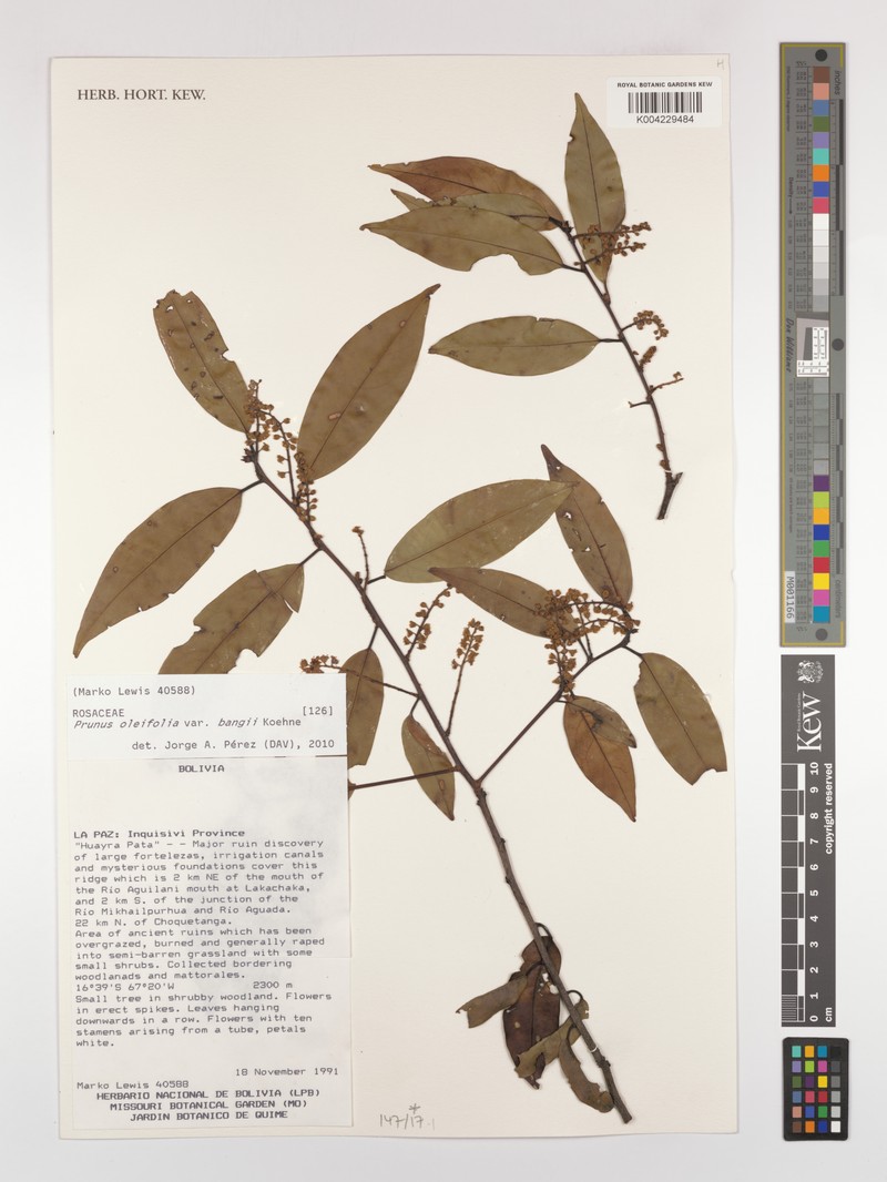 Prunus oleifolia var. bangii photo 5
