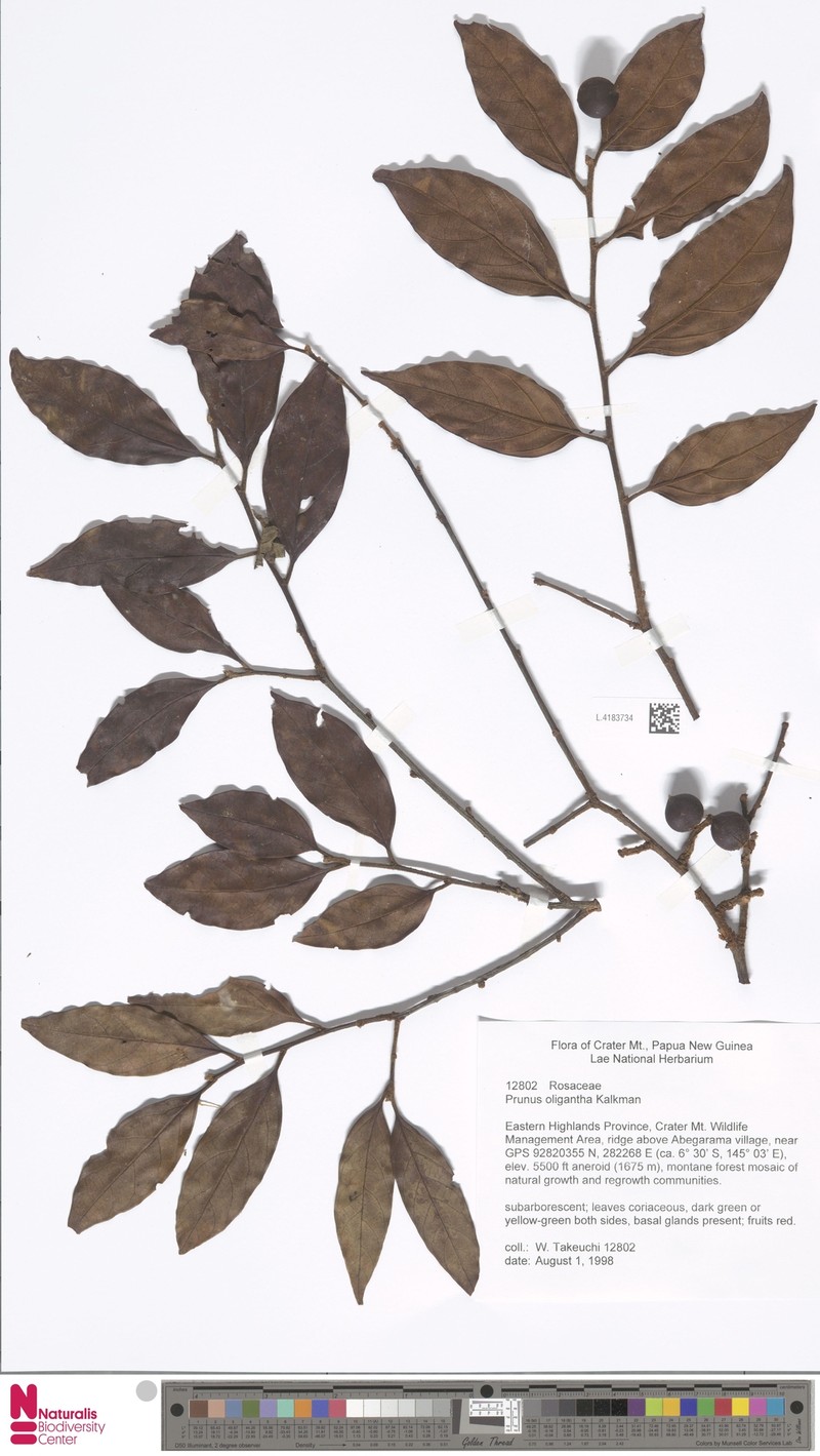 Prunus oligantha photo 2