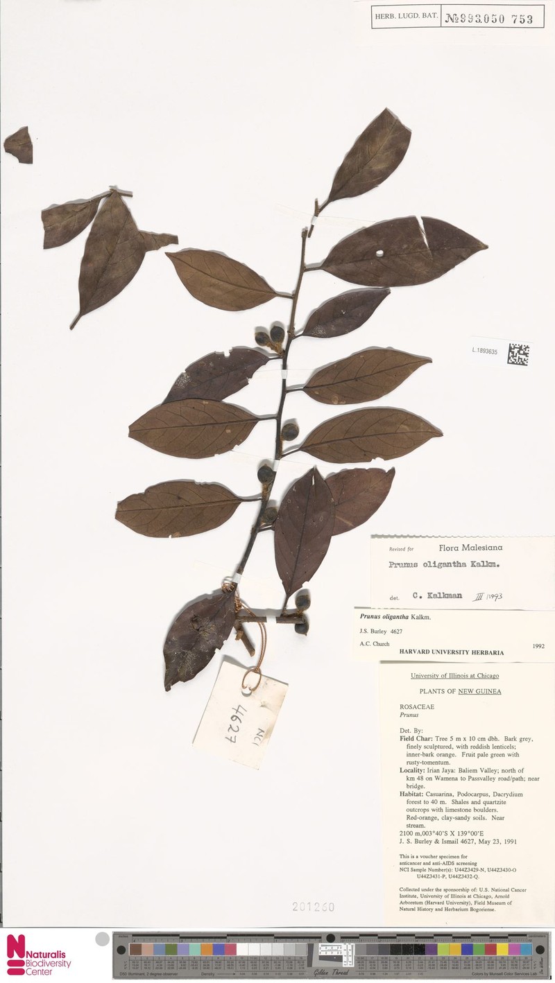 Prunus oligantha photo 3