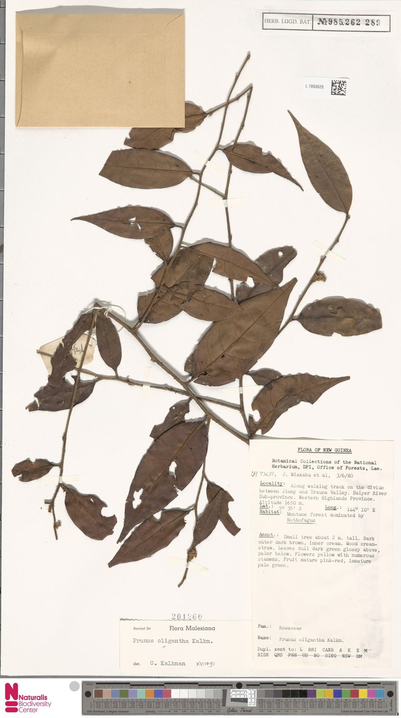 Prunus oligantha photo 4