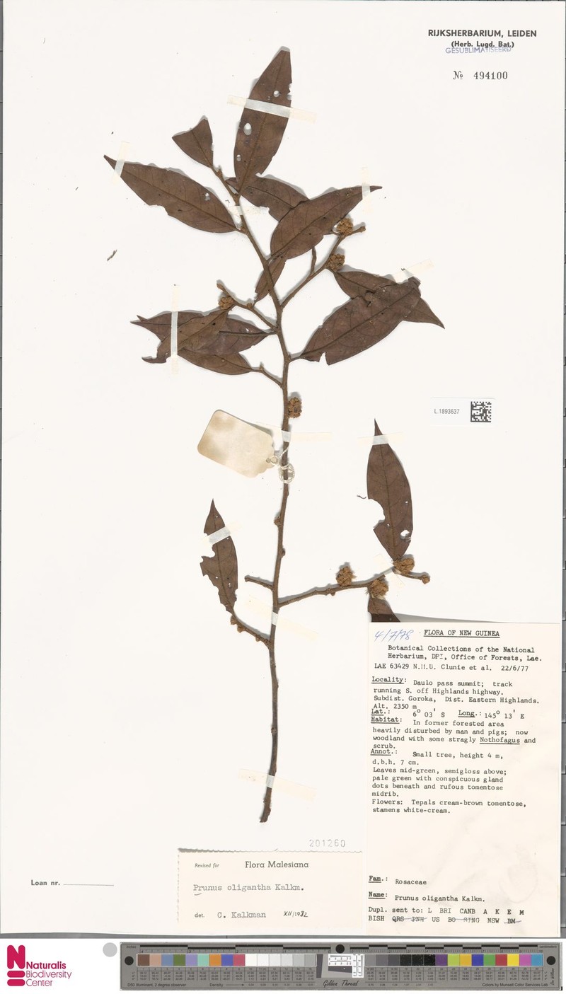 Prunus oligantha photo 5