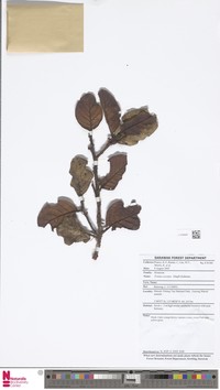 Prunus oocarpa