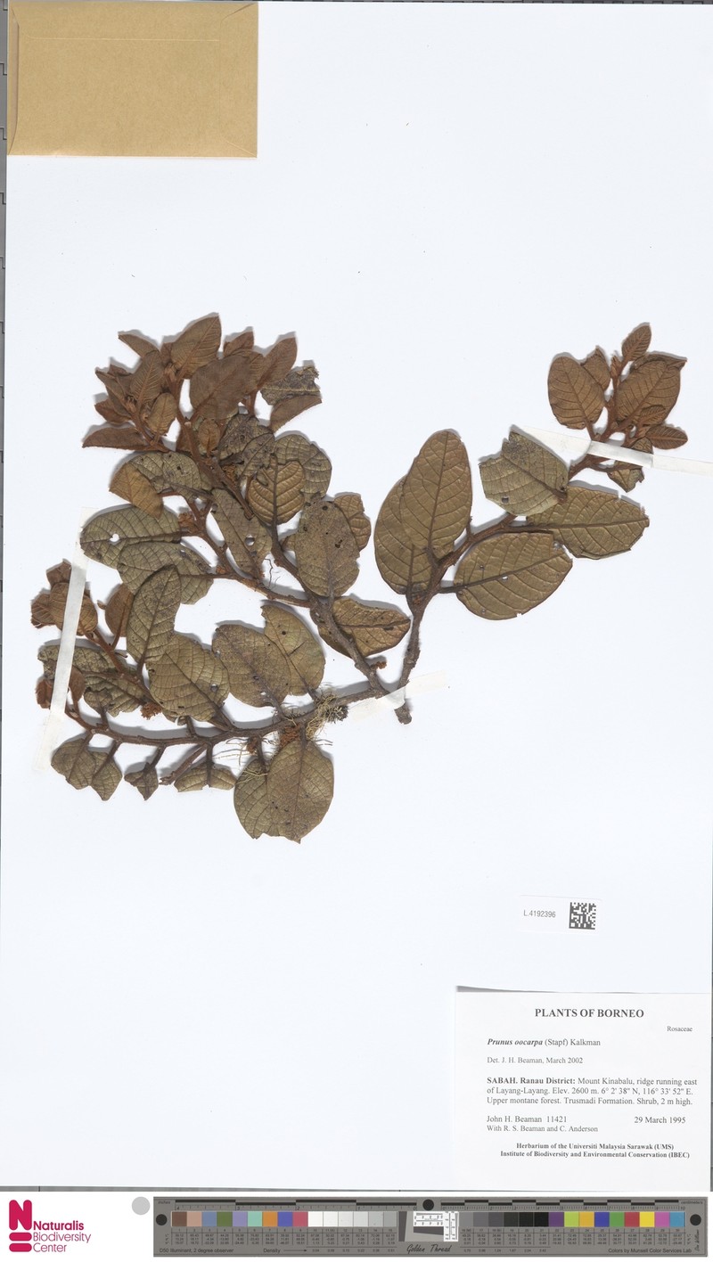 Prunus oocarpa photo 3
