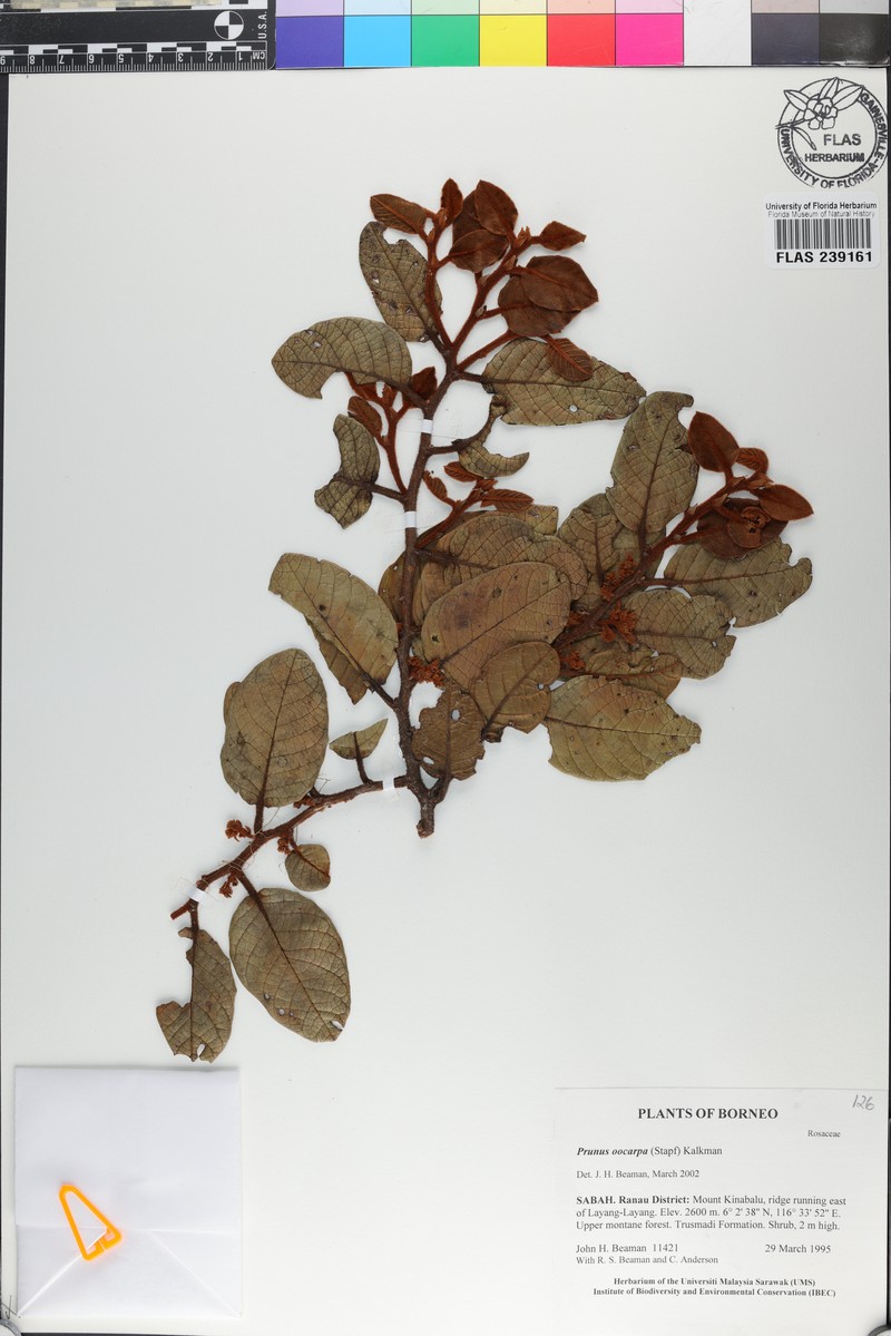 Prunus oocarpa photo 4