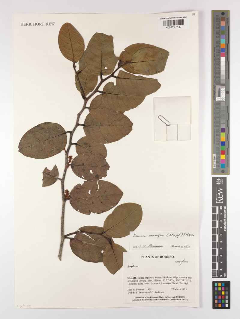 Prunus oocarpa photo 5