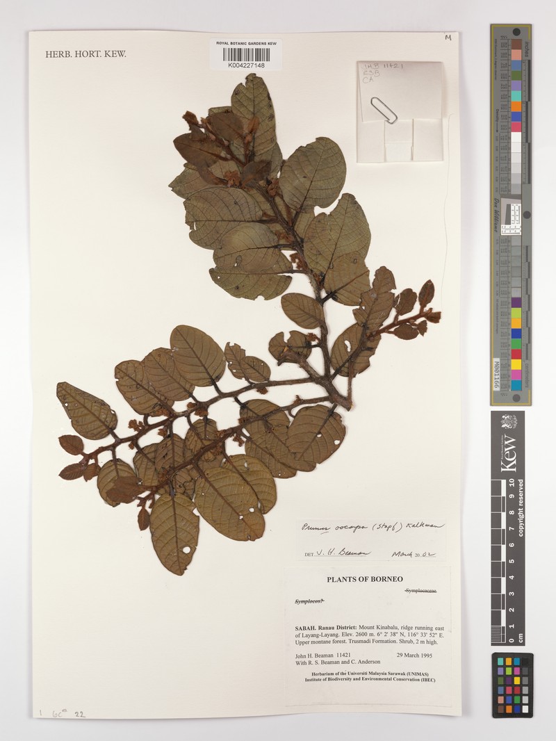 Prunus oocarpa photo 6