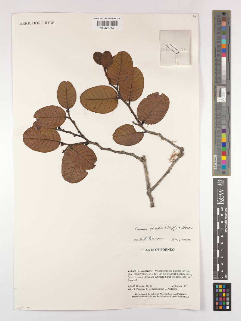 Prunus oocarpa photo 7