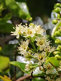 Prunus opaca