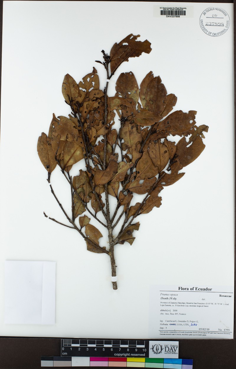 Prunus opaca photo 2