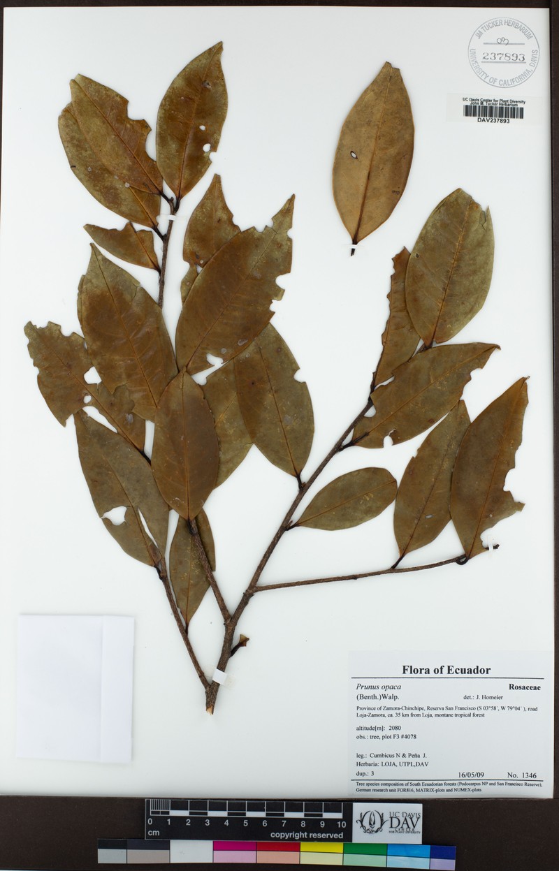 Prunus opaca photo 3