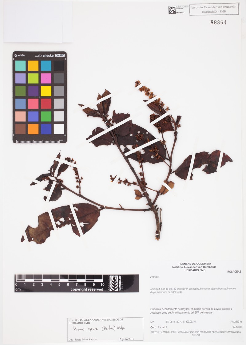 Prunus opaca photo 4