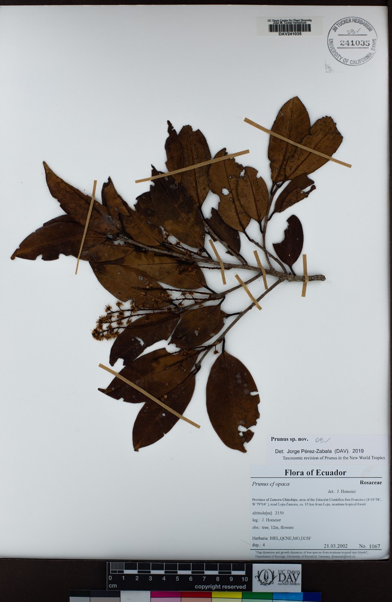Prunus opaca photo 5