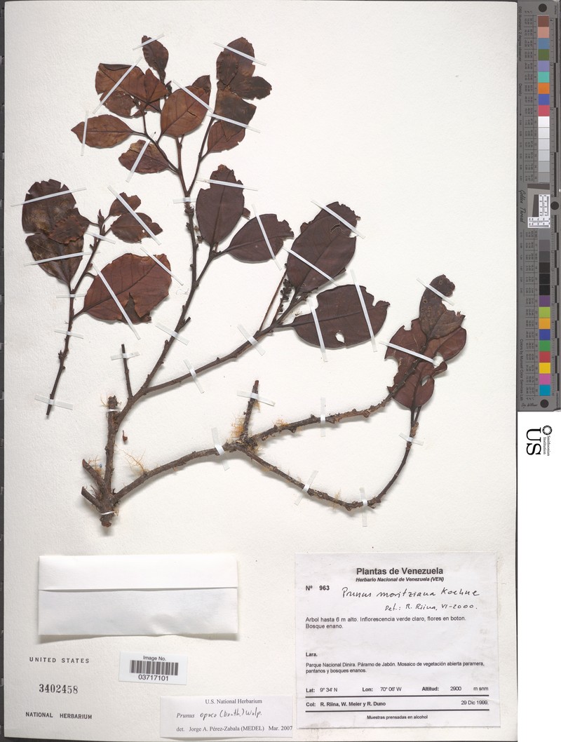 Prunus opaca photo 6