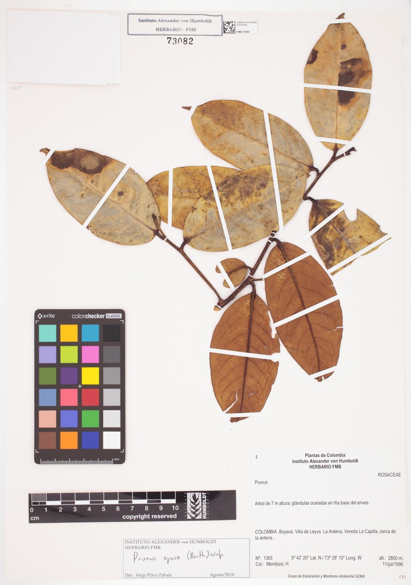 Prunus opaca photo 7