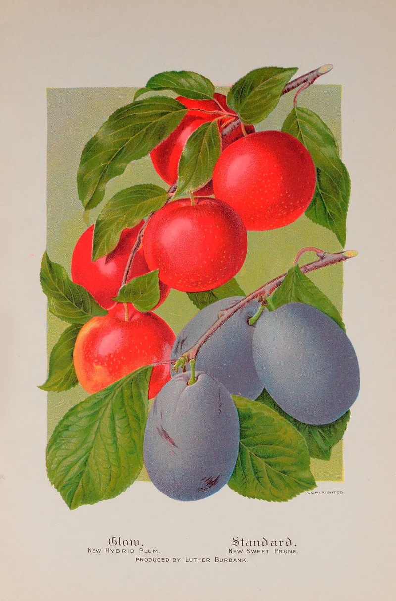 hybrid plum photo 3