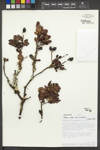 Prunus ovalis