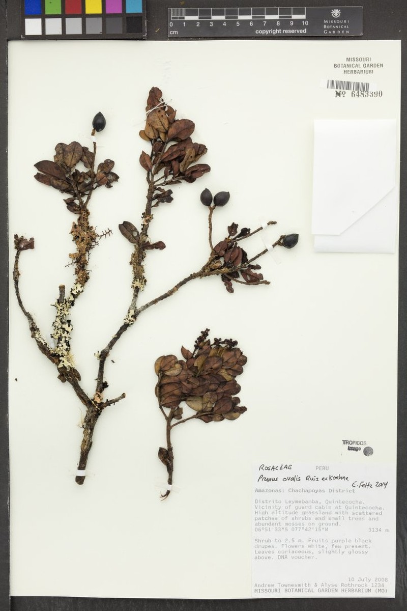 Prunus ovalis