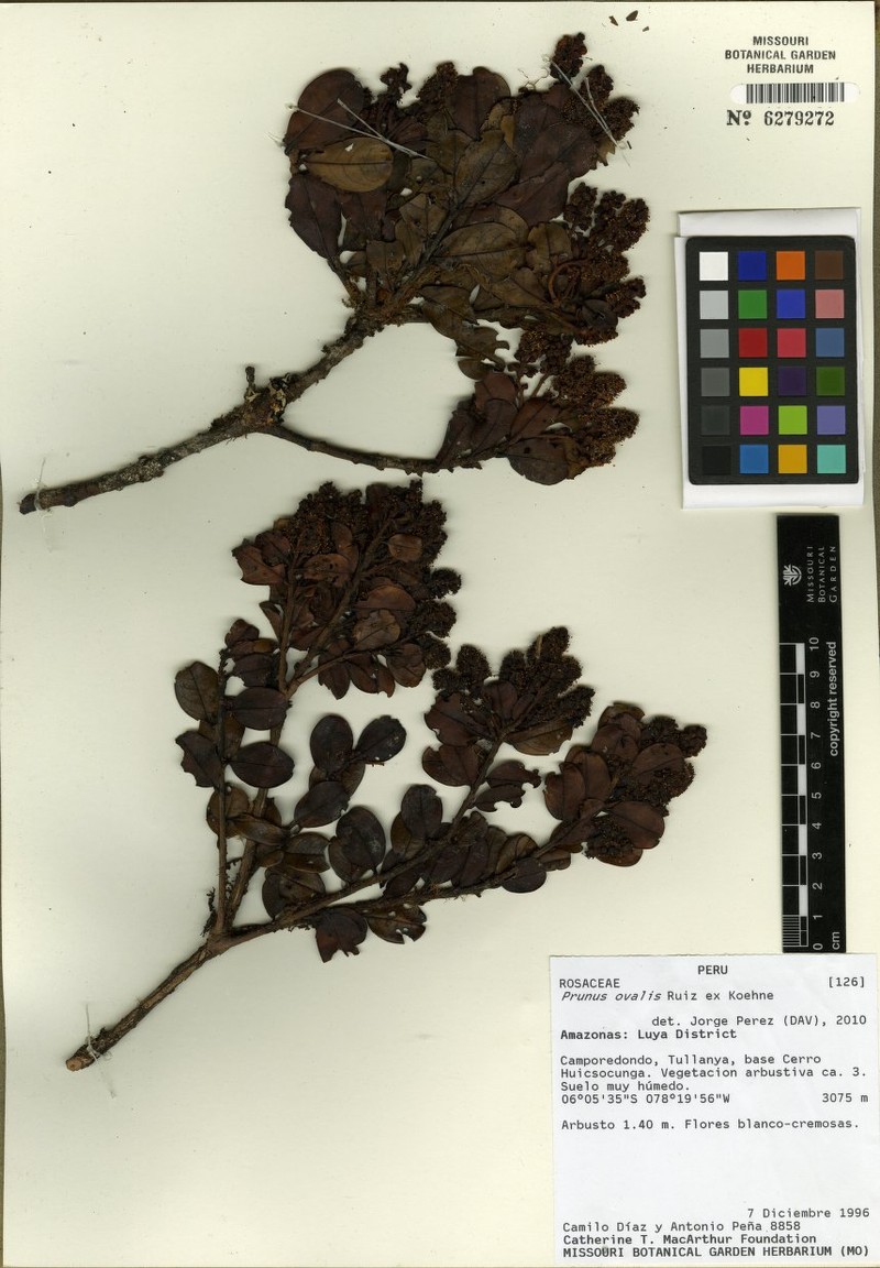 Prunus ovalis photo 2