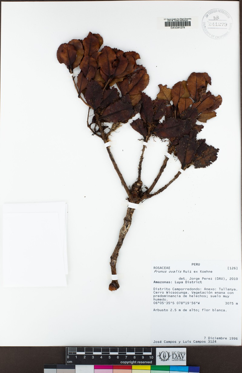 Prunus ovalis photo 3