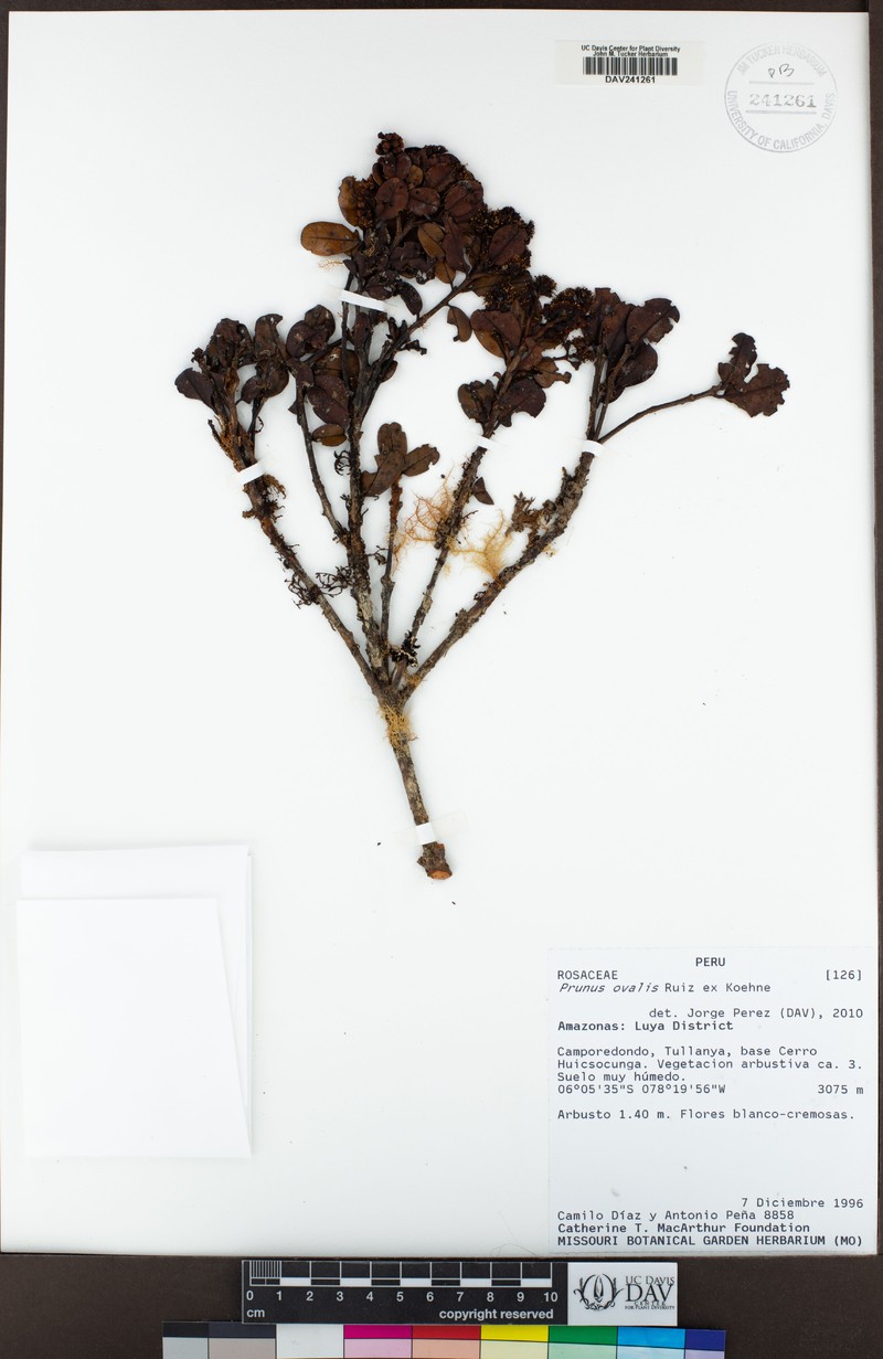 Prunus ovalis photo 4
