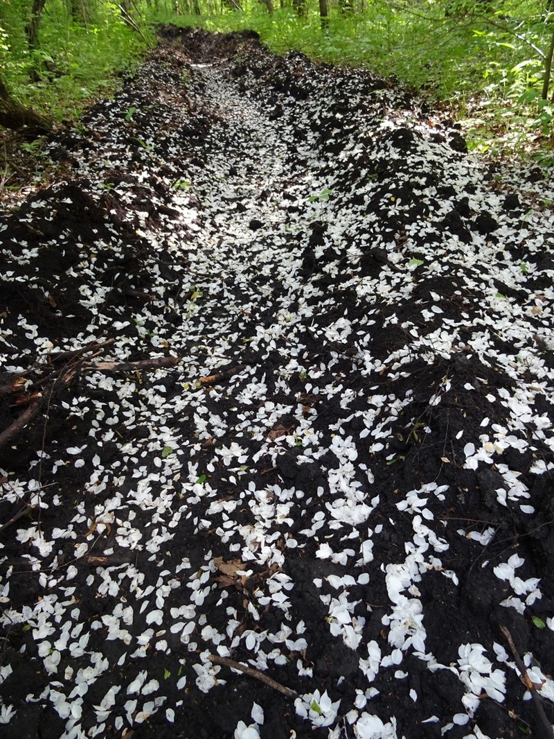 European Bird Cherry photo 4