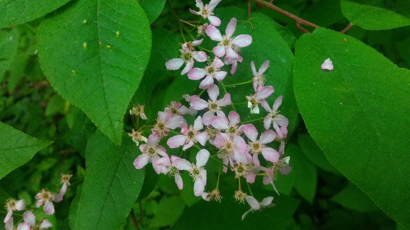 European Bird Cherry photo 5