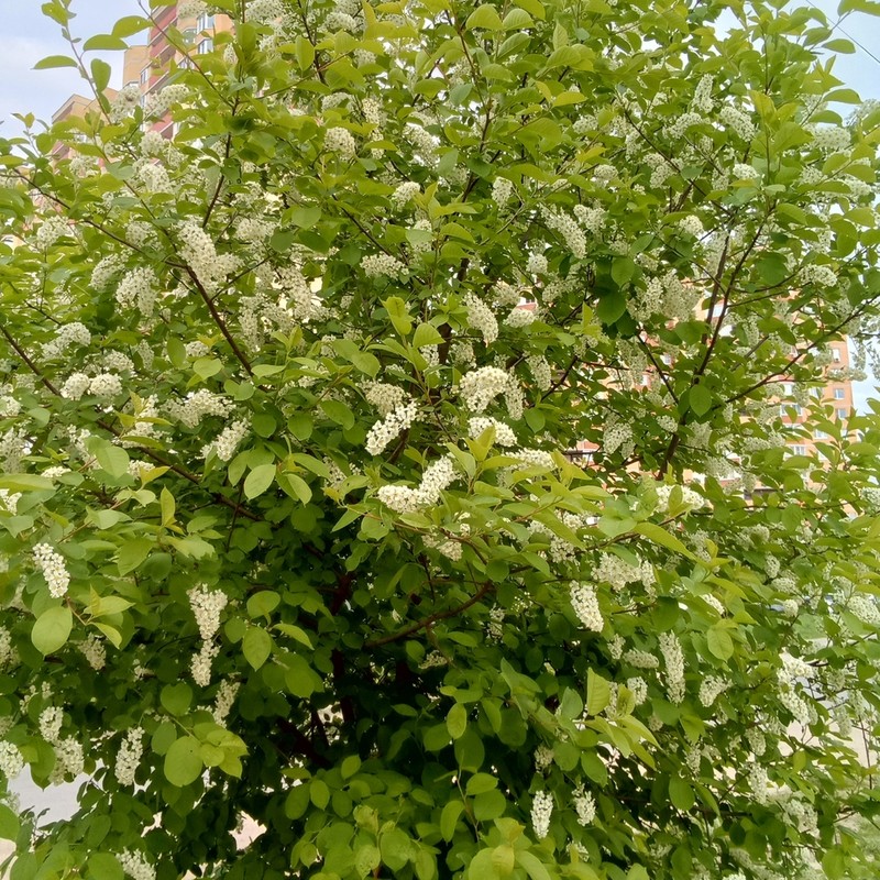 European Bird Cherry photo 6