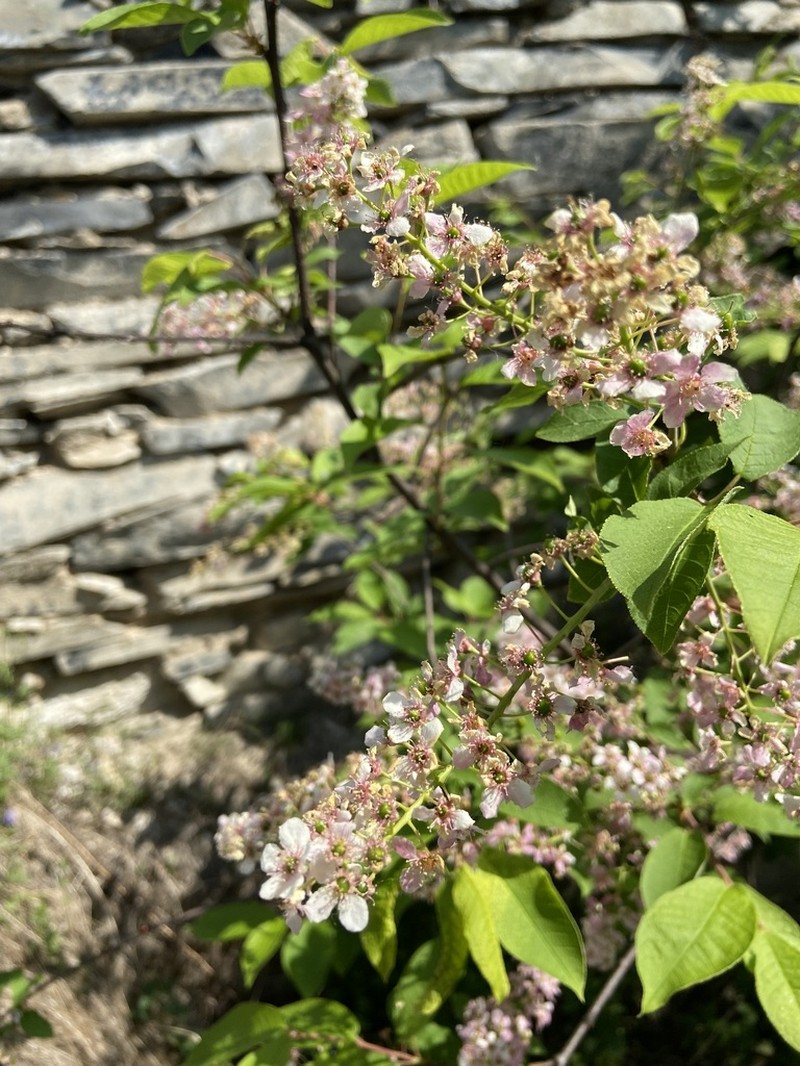 European Bird Cherry photo 7
