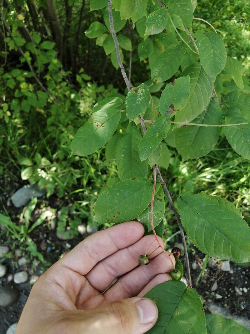 European Bird Cherry photo 8