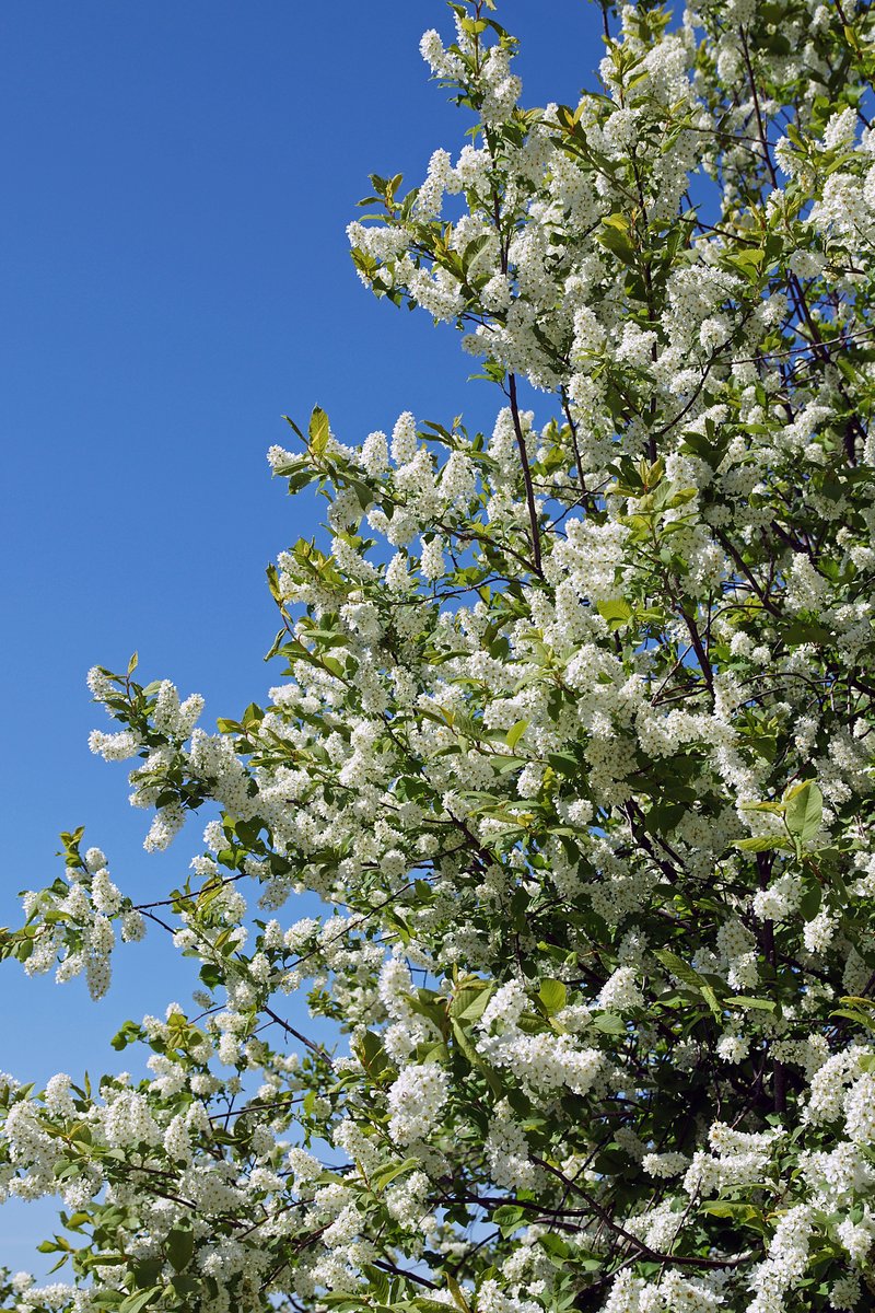 European Bird Cherry photo 5