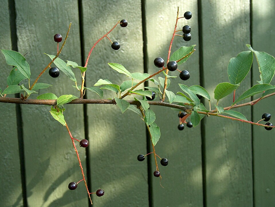 European Bird Cherry photo 6